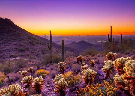 Desert Beauty in Scottsdale AZ