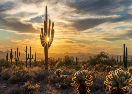 Desert Beauty in Scottsdale AZ