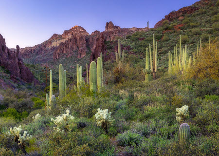 Desert Beauty in Scottsdale AZ