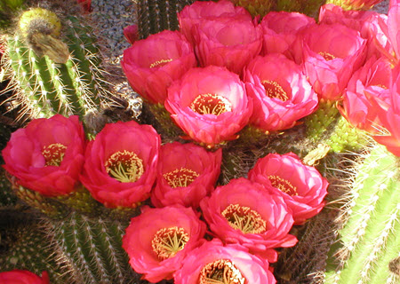 Desert Beauty in Scottsdale AZ